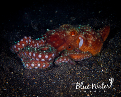 Callistoctopus luteus