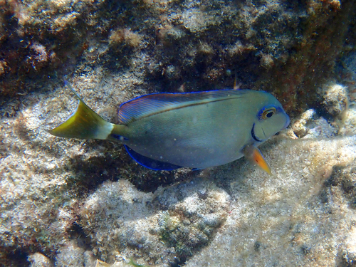 Acanthurus tractus