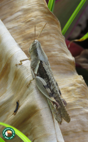Oxycatantops spissus uranius