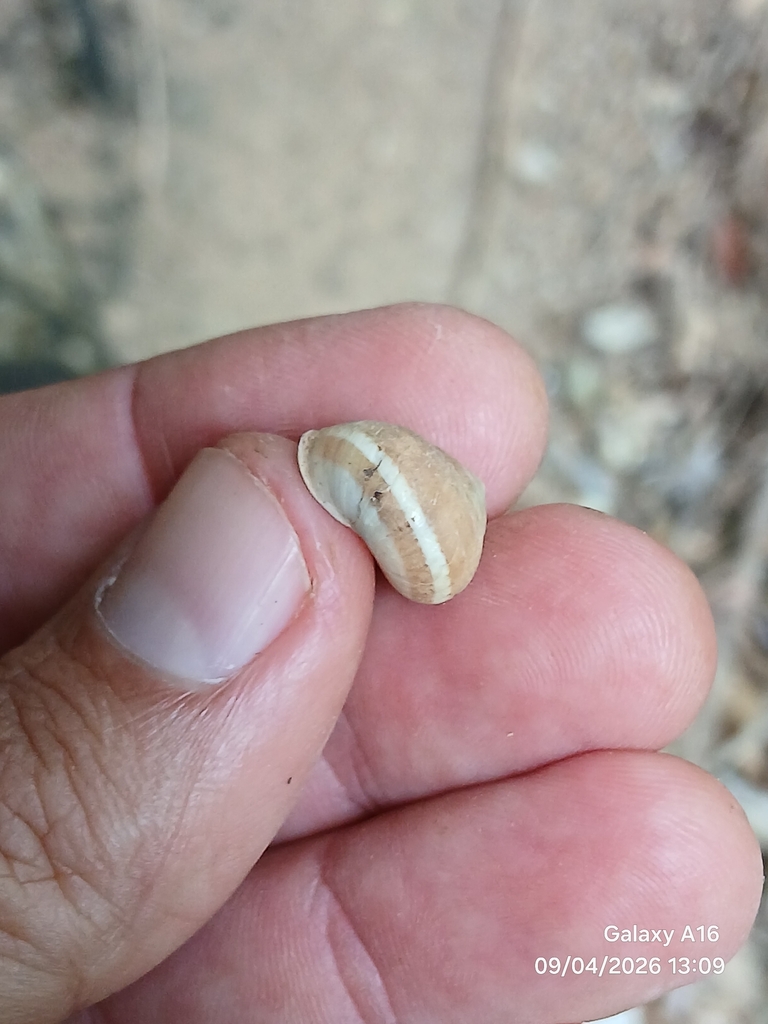 Helicina adspersa