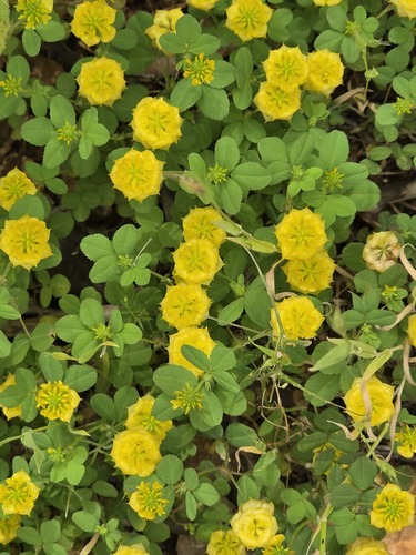 hop trefoil
