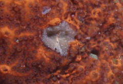 Pseudoceros canadensis