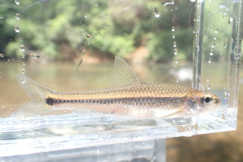 Coosa shiner (Notropis xaenocephalus) — Cyprinidae — 5