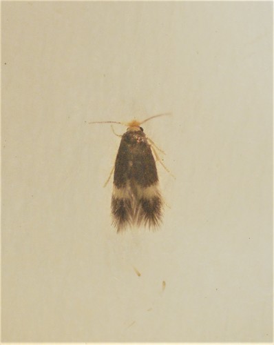 Hazel Leafminer Moth