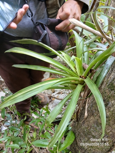 Guzmania monostachia, photograph 3