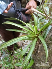 (c) Dayron Breto, some rights reserved (CC BY) Guzmania monostachia, photograph (c) Dayron Breto, some rights reserved (CC BY)