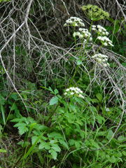 Ligusticum verticillatum