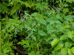 Mertensia paniculata