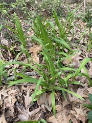 Hemerocallis fulva
