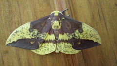 Eacles imperialis decoris