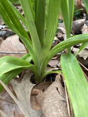 Hemerocallis fulva