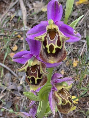 Ophrys fuciflora maxima