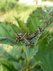 Zonocerus variegatus