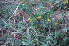 Hippocrepis
