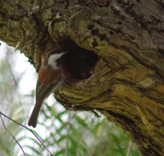 Poecile rufescens
