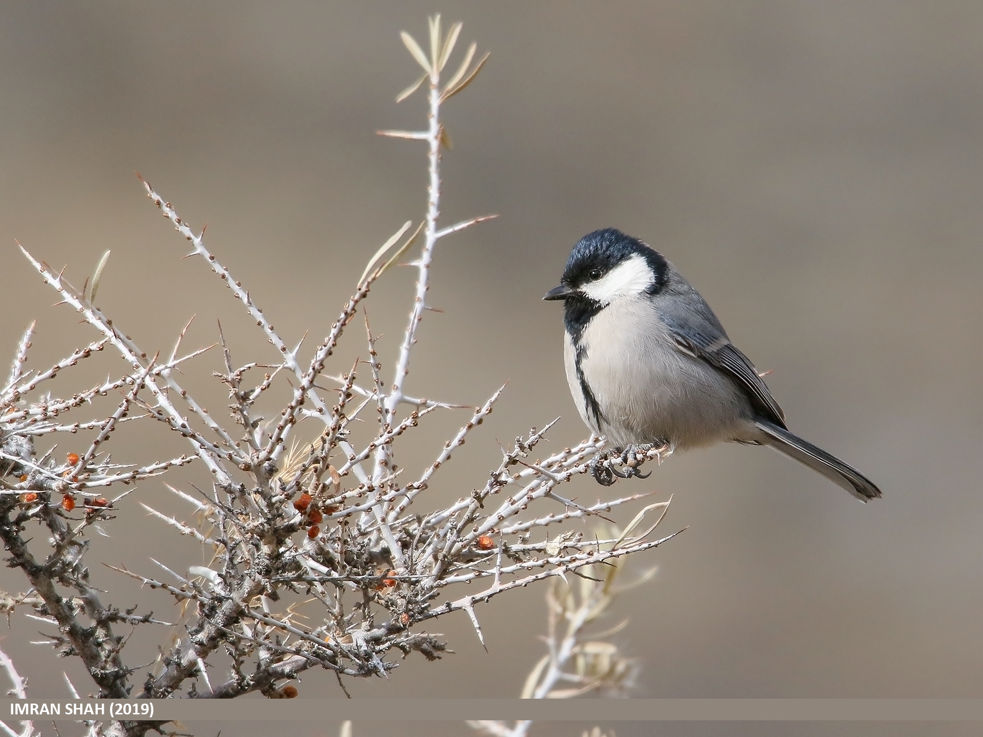 Cinereous Tit (Parus cinereus) · iNaturalist