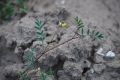 Hippocrepis