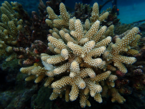 Acropora samoensis observed 2026-04-03