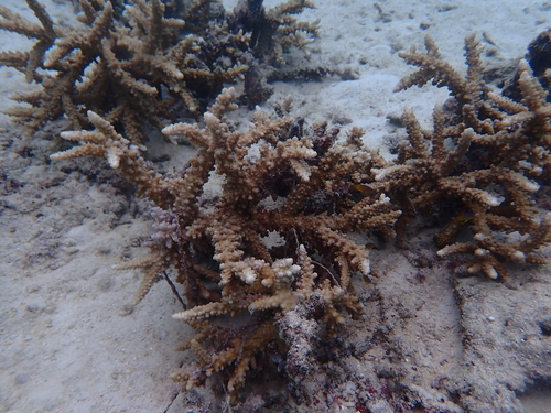 Acropora austera observed 2026-04-03