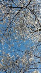 Prunus