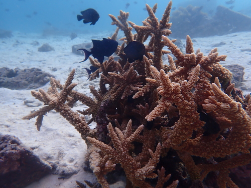 Acropora austera observed 2026-04-03