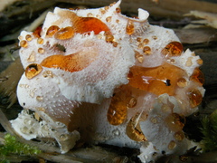 Hericium cirrhatum