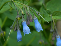 Mertensia paniculata