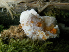 Hericium cirrhatum