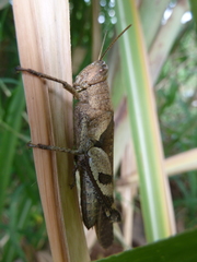 Caelifera