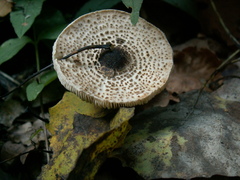Lepiota felina