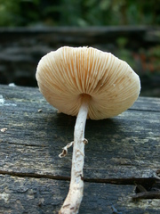 Lepiota felina