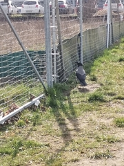 Corvus cornix