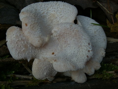 Hericium cirrhatum