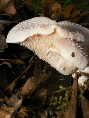 Hericium cirrhatum