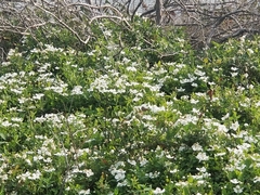 Allium neapolitanum