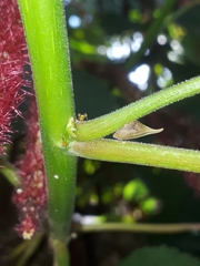 Enchenopa squamigera