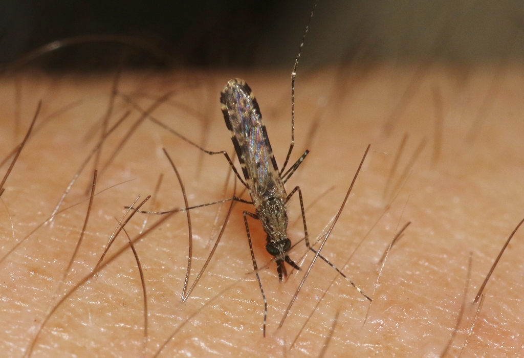 Anopheles mascarensis