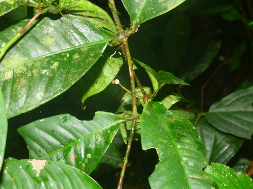Myrcia lonchophylla, 2026-04-14