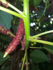 Enchenopa squamigera