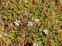 Lobelia oligophylla