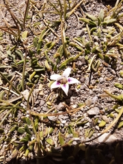 Lobelia oligophylla