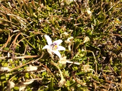 Lobelia oligophylla