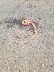 Masticophis flagellum