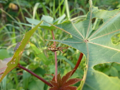 Heteroptera