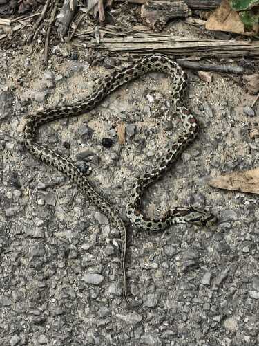 European Ratsnake