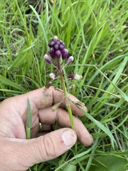 Bellevalia trifoliata