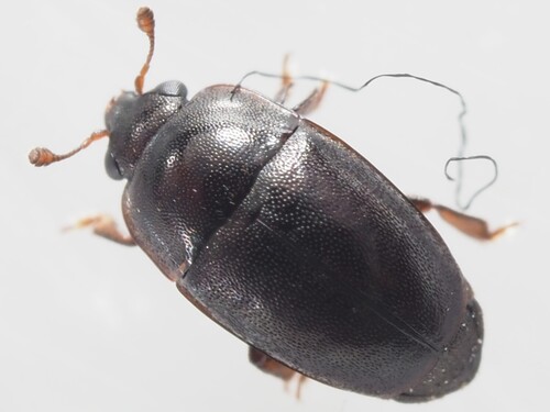 Lamiogethes atramentarius