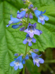 Penstemon attenuatus