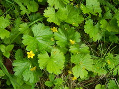 Waldsteinia idahoensis
