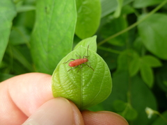 Heteroptera
